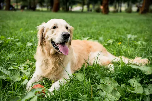 golden retriever resting in green lawn