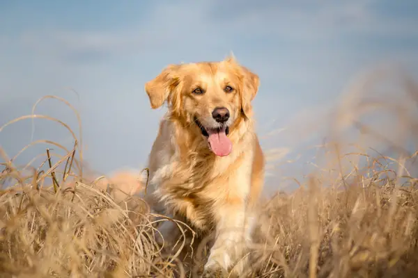 golden retriever running outdoors in tall grass