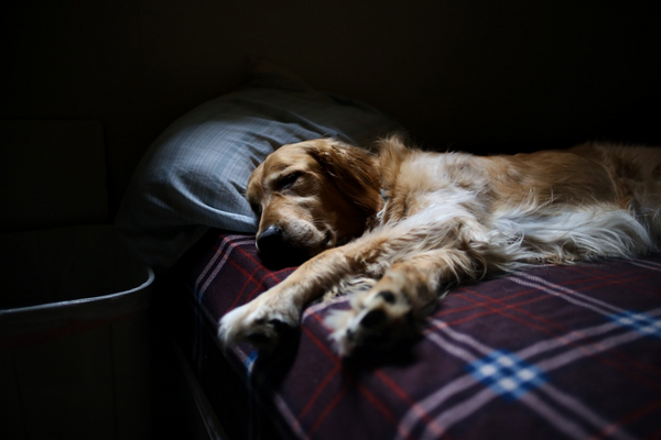 golden retriever sleeping on bed