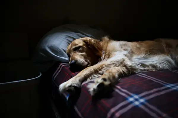 golden retriever sleeping on bed