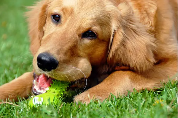 golden retriever with toy in mouth