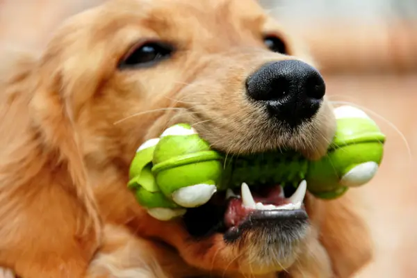 golden retriever with toy