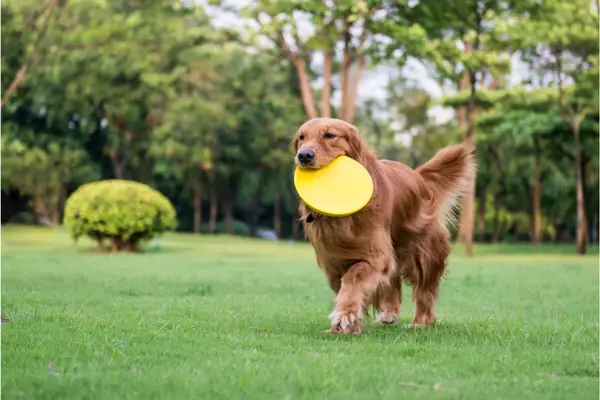 how long do golden retrievers live