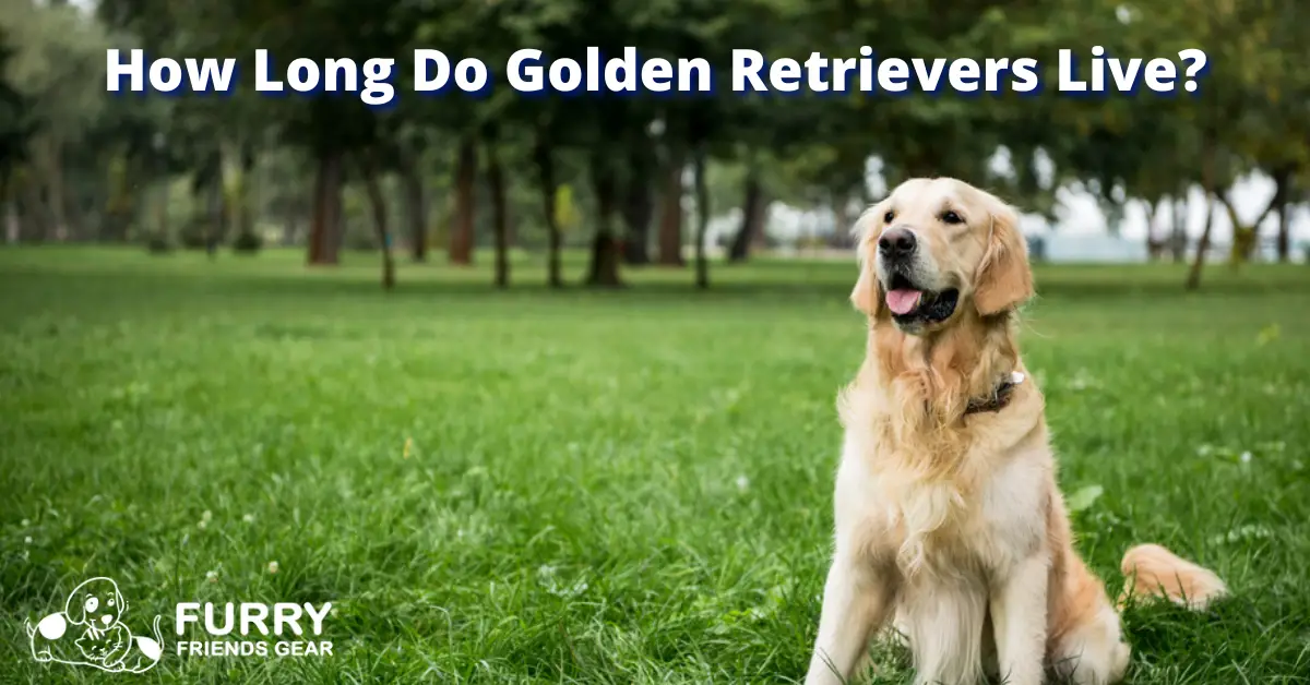 How Long Do Golden Retrievers Live? 5 EyeOpening Facts