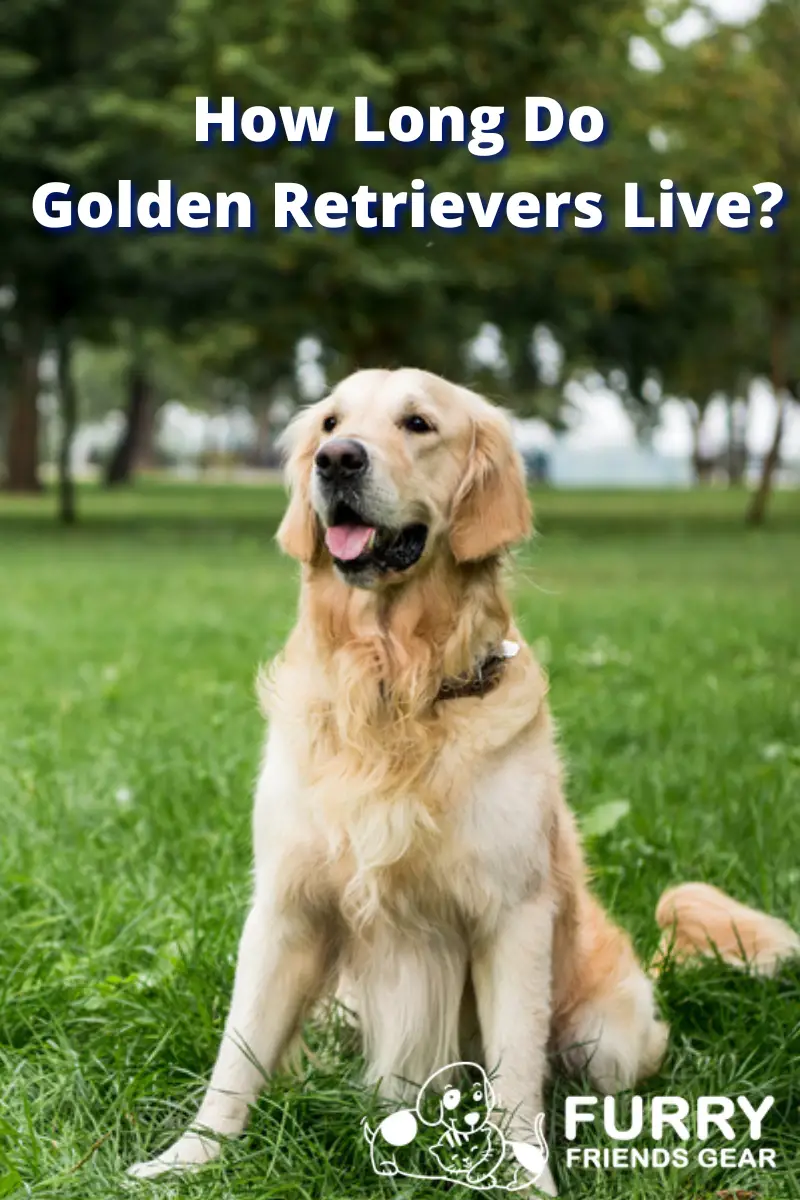 how long do golden retrievers live PIN