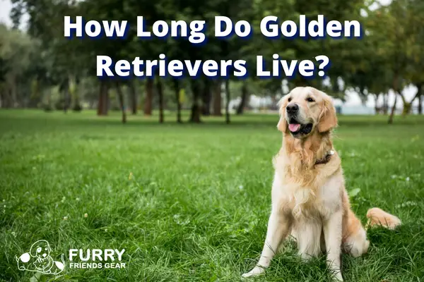 how long do golden retrievers live