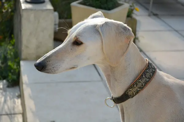persian greyhound standing on outdoor patio