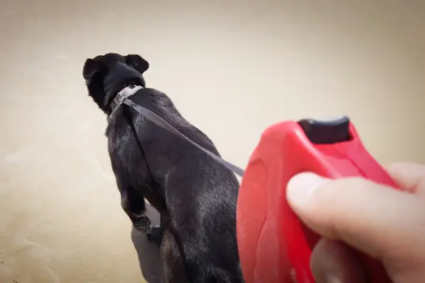 person walking dog with red retractable leash