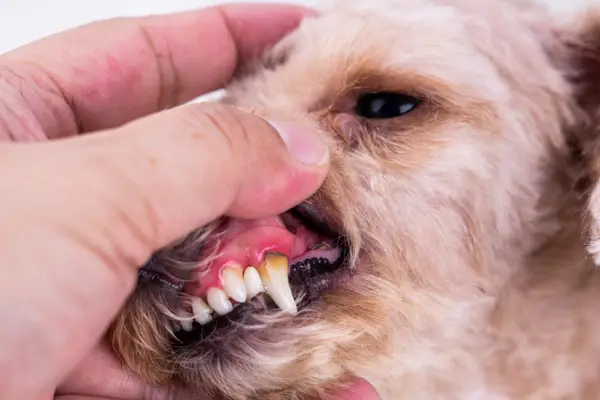 plaque on dog teeth