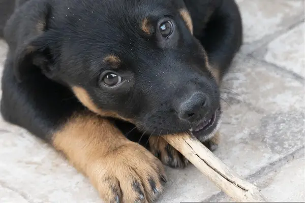 puppy chewing bone