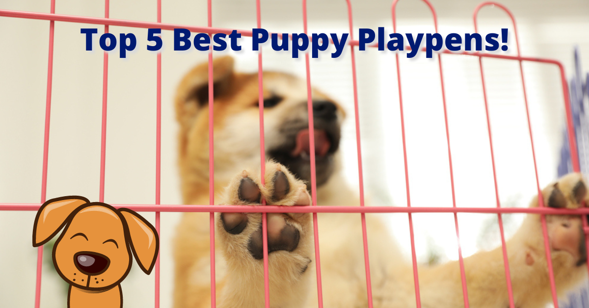 Best Puppy Playpen Our Top 5 List FurryFriendsGear
