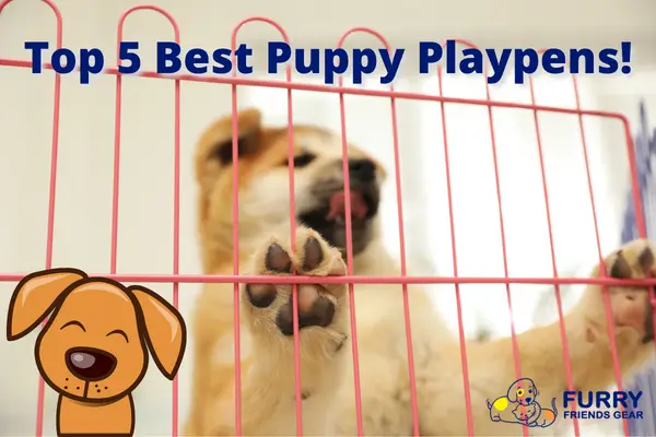 puppy playpen