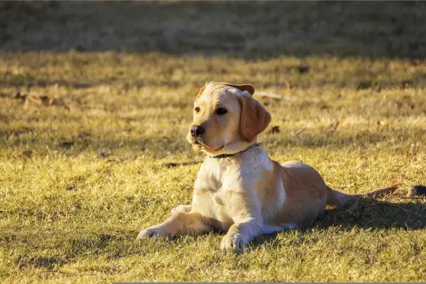 puppy sitting in the sun in a grass field