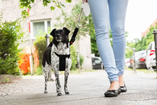 retractable dog leashes