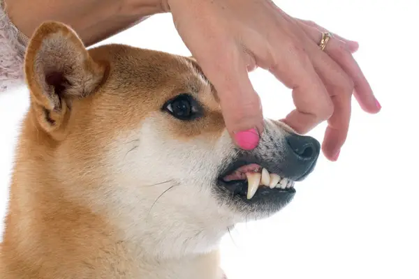 shiba inu and brown teeth