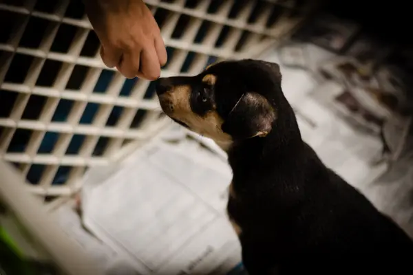 small dog in a playpen