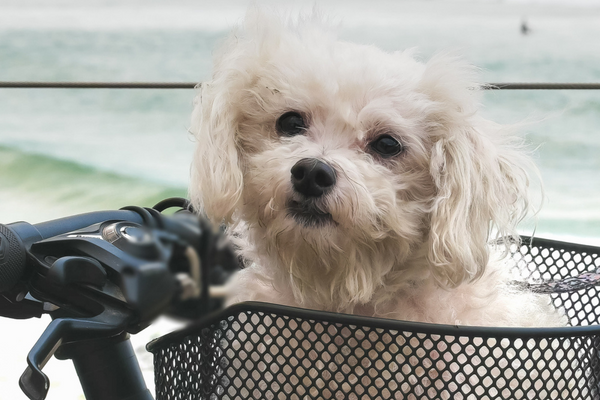 small white dog in bike basket