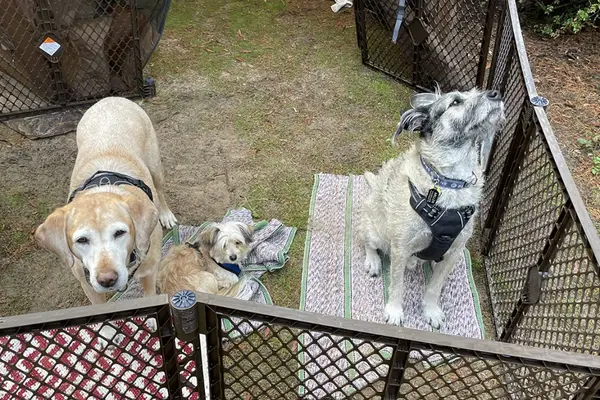 three dogs in the North States Mypet Petyard Passage