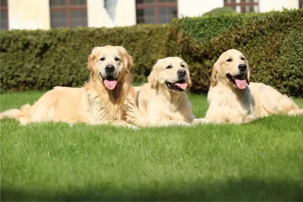 three golden retrievers laying in the grass