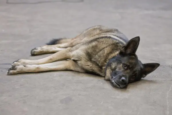 tired dog laying on the ground