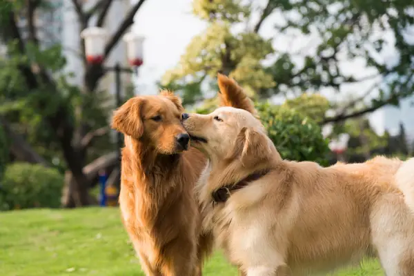 two golden retrievers playing in the grass