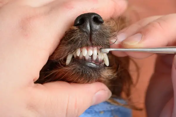 what is the brown stuff on my dog's teeth