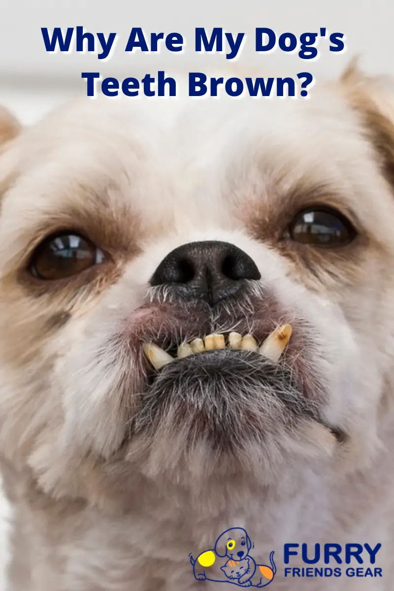 what is the brown stuff on my dog's teeth PIN