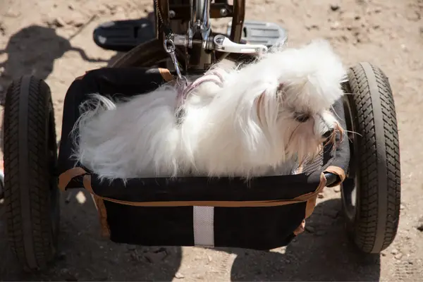 white dog in bike trailer