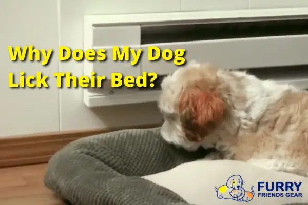 why do dogs lick their bed