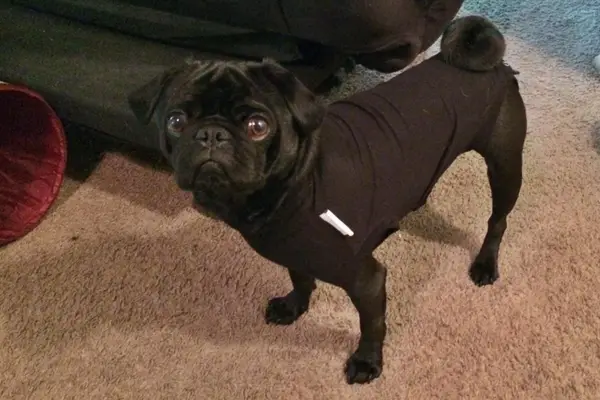 Suitical Recovery Suit For Dogs