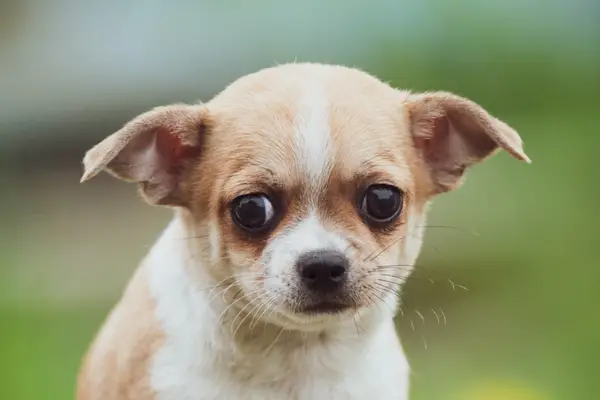 anxious Chihuahua puppy looking at camera