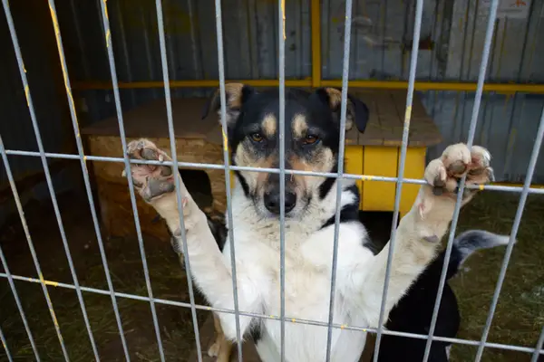 anxious dog standing against crate fence