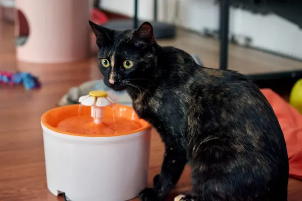 black cat drinking from water fountain