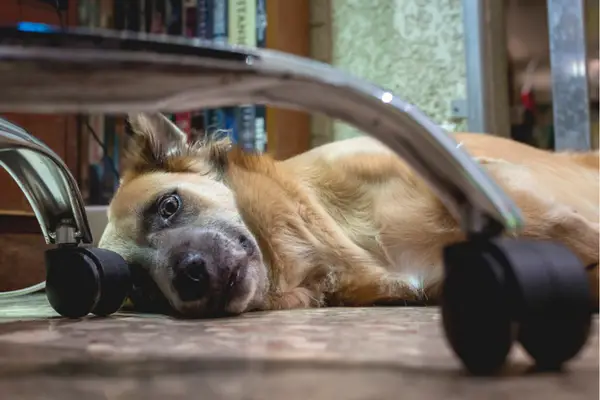 brown dog laying on the floor looking through office chair legs