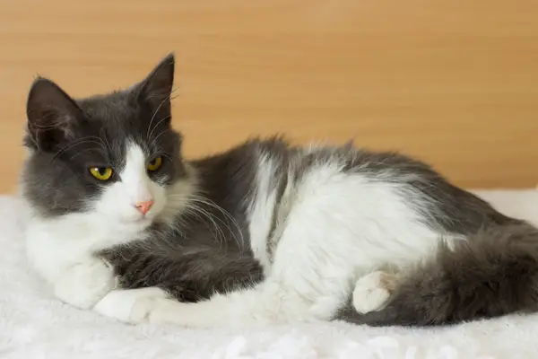 cat laying down on a couch