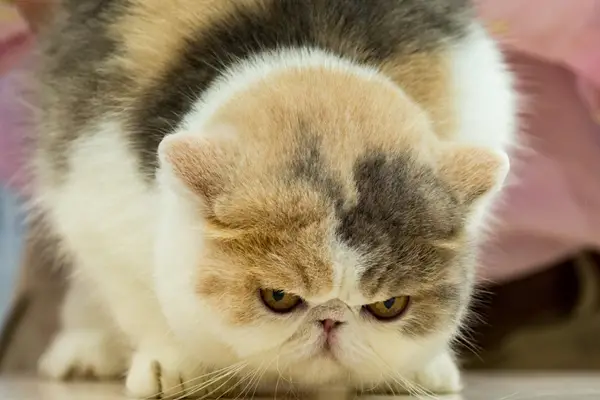 cat losing fur in heated bed