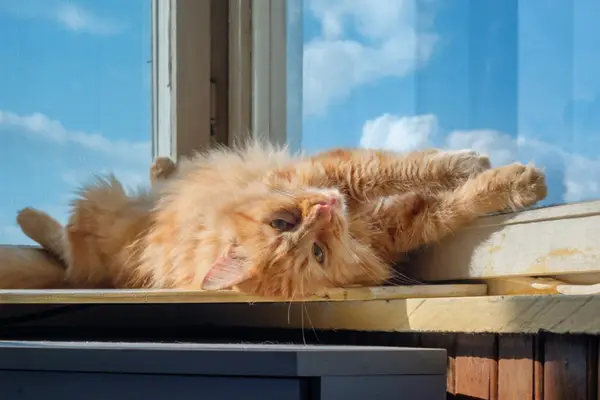 cat relaxing on a windowsill