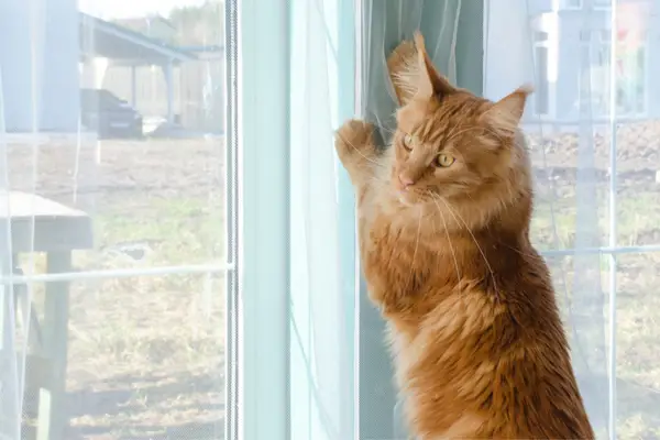 cat scratching curtain next to window and looking outside