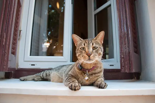cat sitting near a window