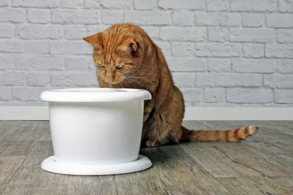 curious cat looking into water fountain