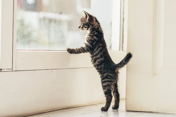 curious cat on the floor leaning against a window looking outside