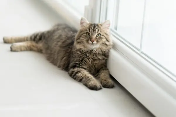 cute cat laying next to a window at their home