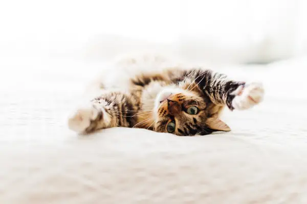 cute cat laying on back on bed with paws up