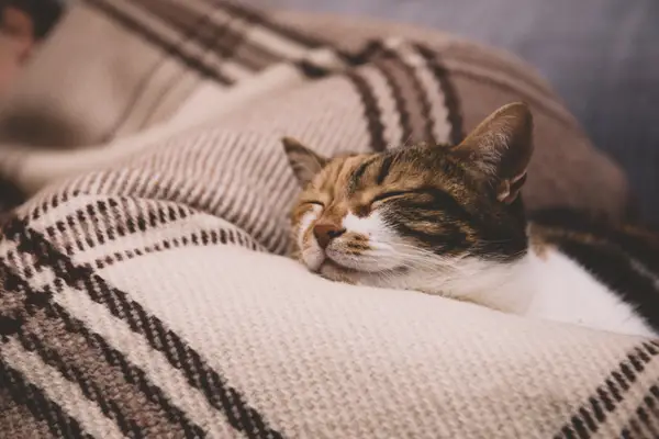 cute cat sleeping on a blanket