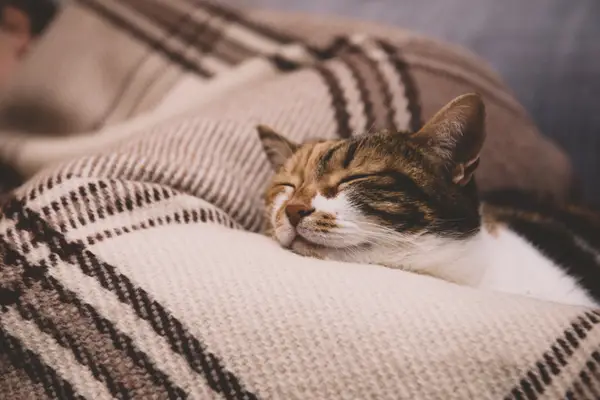 cute cat sleeping on a blanket cute cat sleeping on a blanket