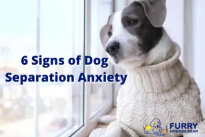 dog separation anxiety