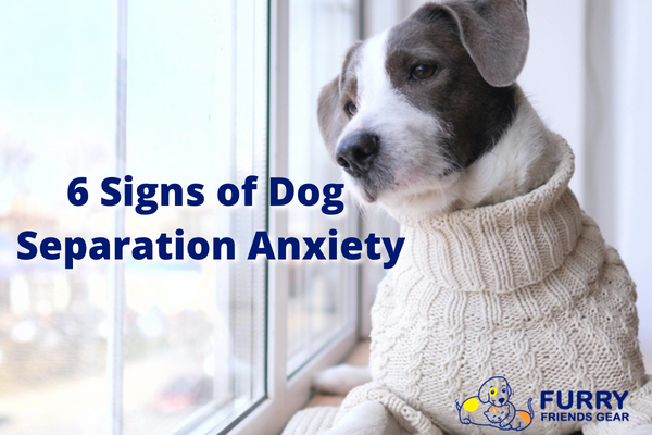 Dog Separation Anxiety: Does My Pooch Have It?