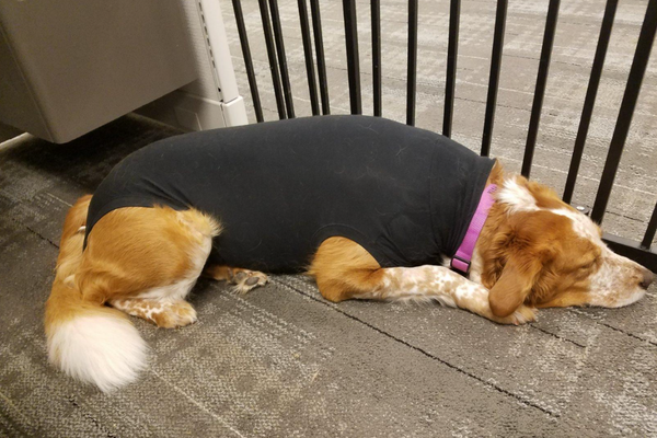 dog sleeping in surgical onesie