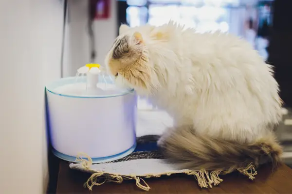 fluffy white cat drinking from fountain