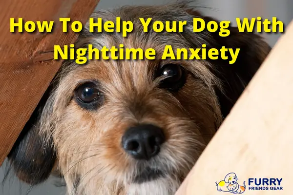 how do you help a dog with separation anxiety at night
